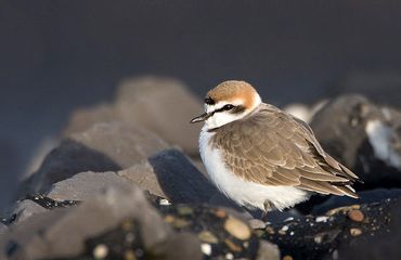 Strandplevier / Birdphoto