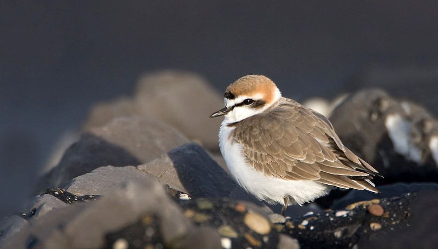 Strandplevier / Birdphoto