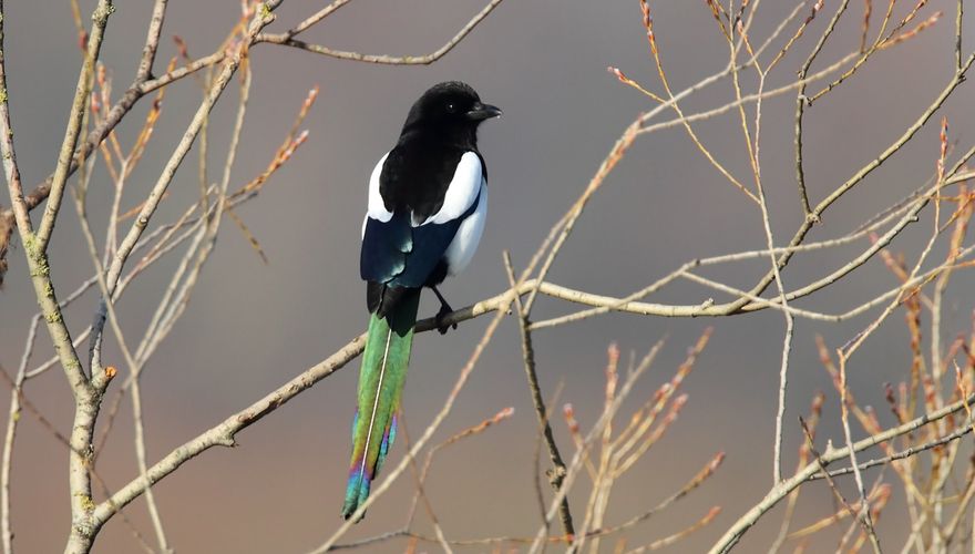 Hoe verjaag je eksters Hoe verjaag je eksters