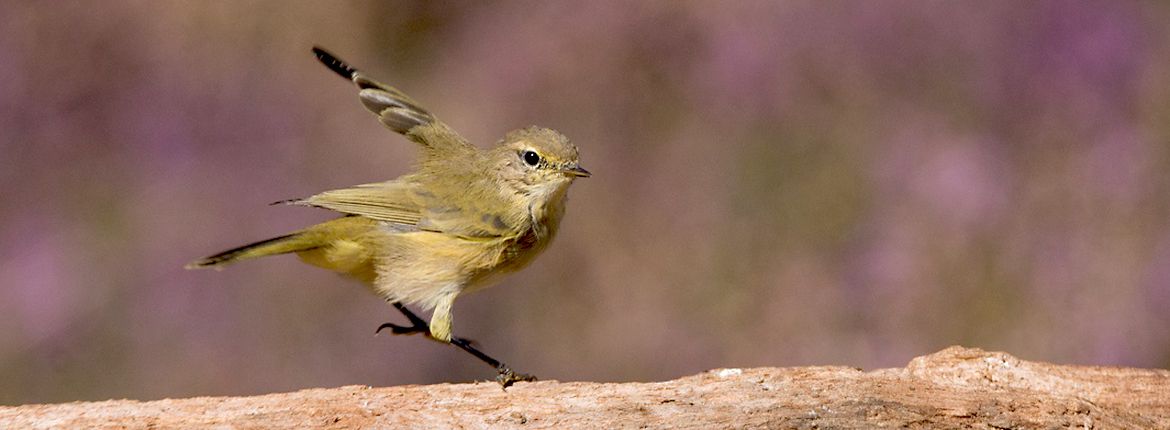 Kleine bruine vogeltjes… Vogelbescherming