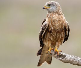 Rode wouw vs. zwarte wouw | Vogelbescherming