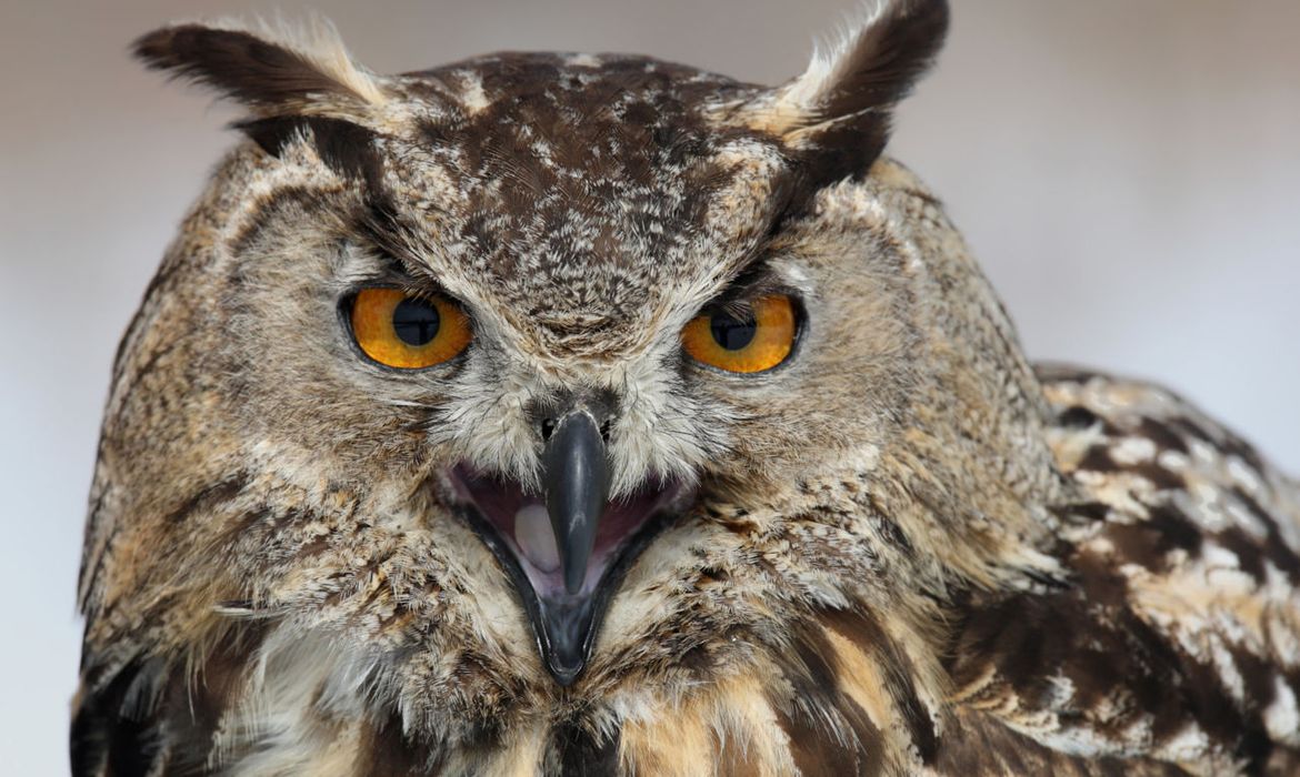 Oehoe Vogelbescherming