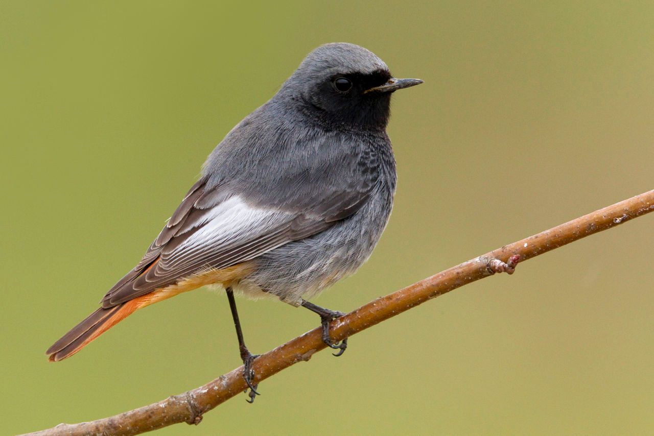 Zwarte roodstaart Vogelbescherming