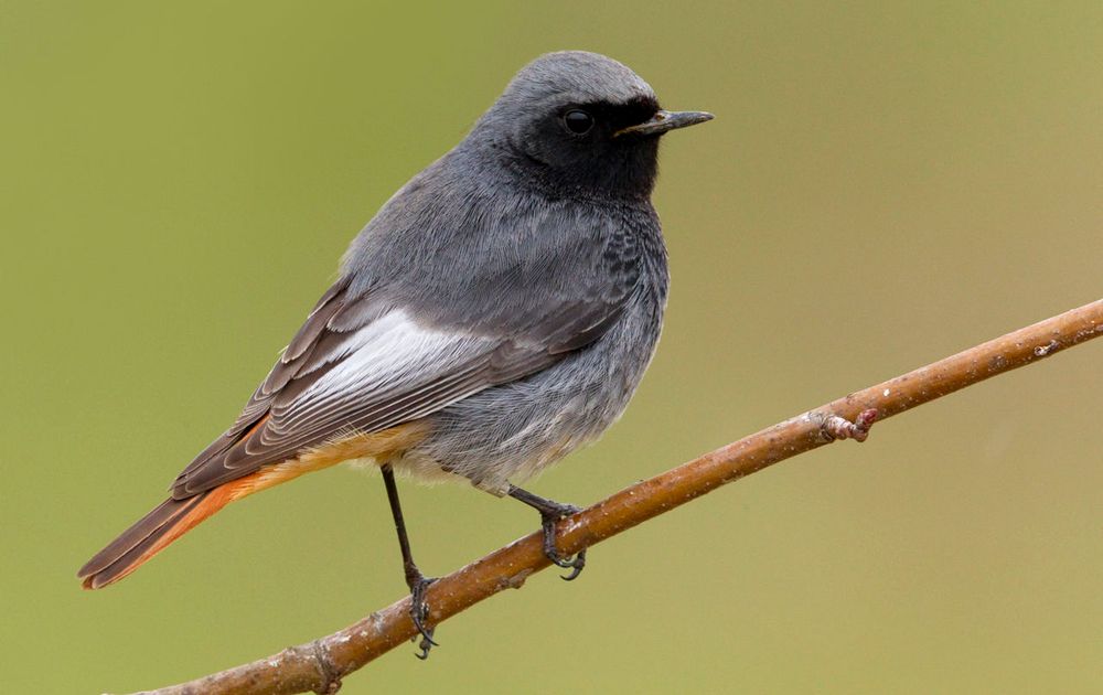 Super Zwarte roodstaart | Vogelbescherming RQ-07