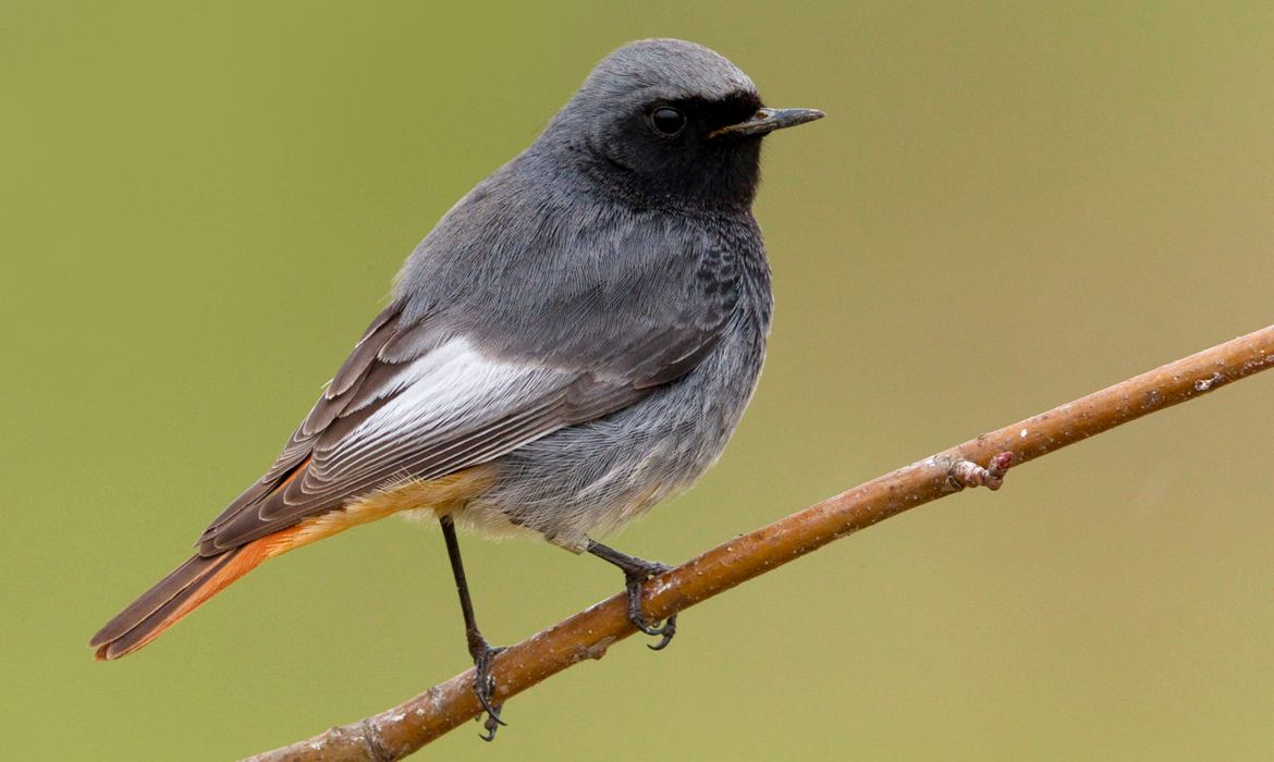 Afbeeldingsresultaat voor grijs vogeltje rode staart