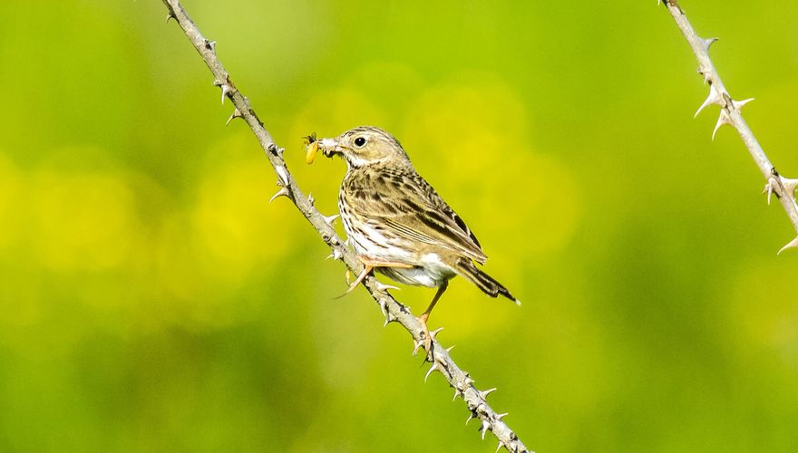 Wat doet Vogelbescherming Nederland? | Vogelbescherming