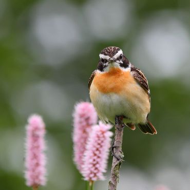 Paapje / Shutterstock