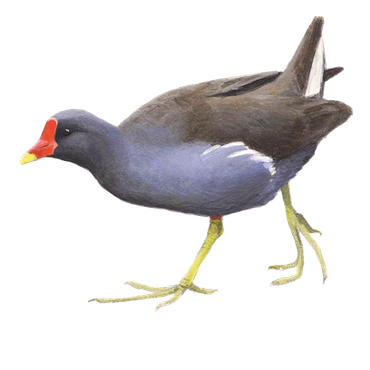 Waterhoen | Vogelbescherming