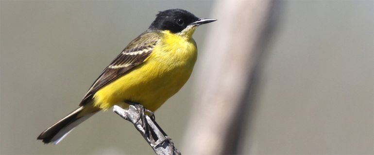 Kreta, vogels en cultuurmomentjes