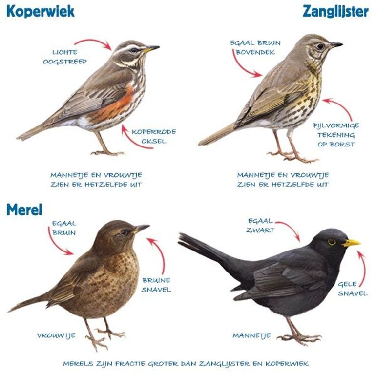 Infographic lijsters en merel