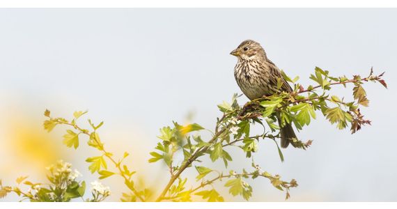 Grauwe gors / Shutterstock