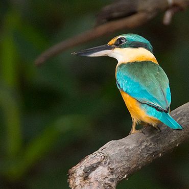 ijsvogels-in-alle-kleuren-van-de-regenboog-vogelbescherming