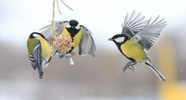 Onwijs Zelf een vetbol maken in 6 stappen | Vogelbescherming DJ-08