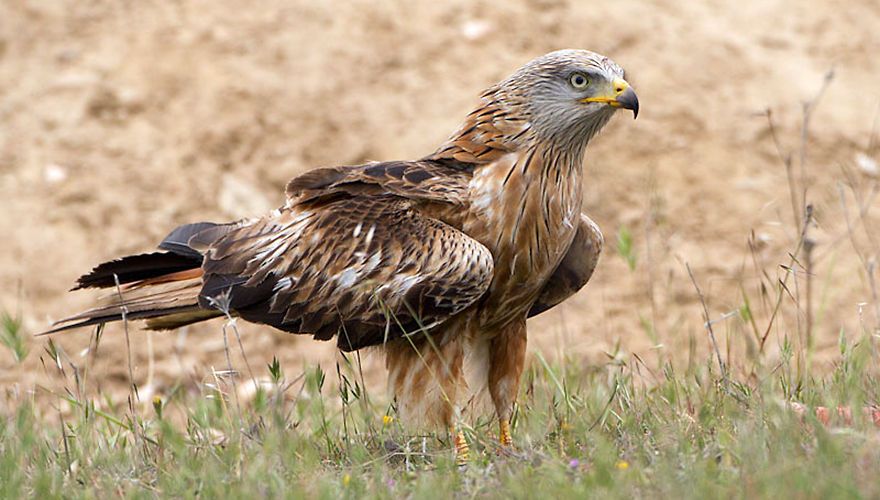 Rode wouw sluipt Nederland binnen | Vogelbescherming