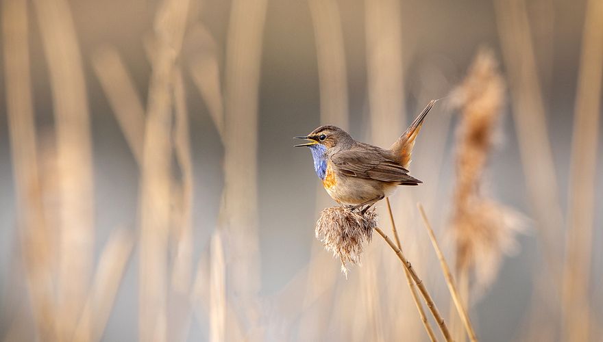 Blauwborst / Shutterstock
