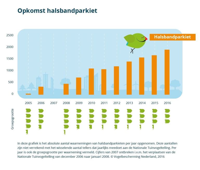 Opkomst van de halsbandparkiet in de Tuinvogeltelling. Het absolute aantal waarnemingen tussen 2005 en 2016.