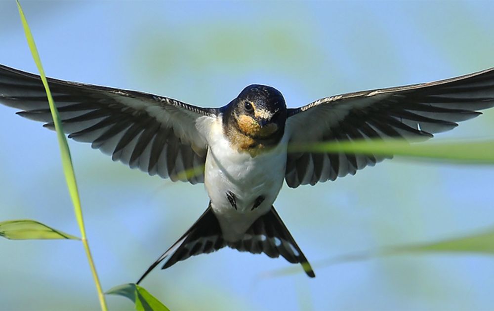 Boerenzwaluw vs. huiszwaluw Vogelbescherming Boerenzwaluw vs. huiszwaluw Vogelbescherming