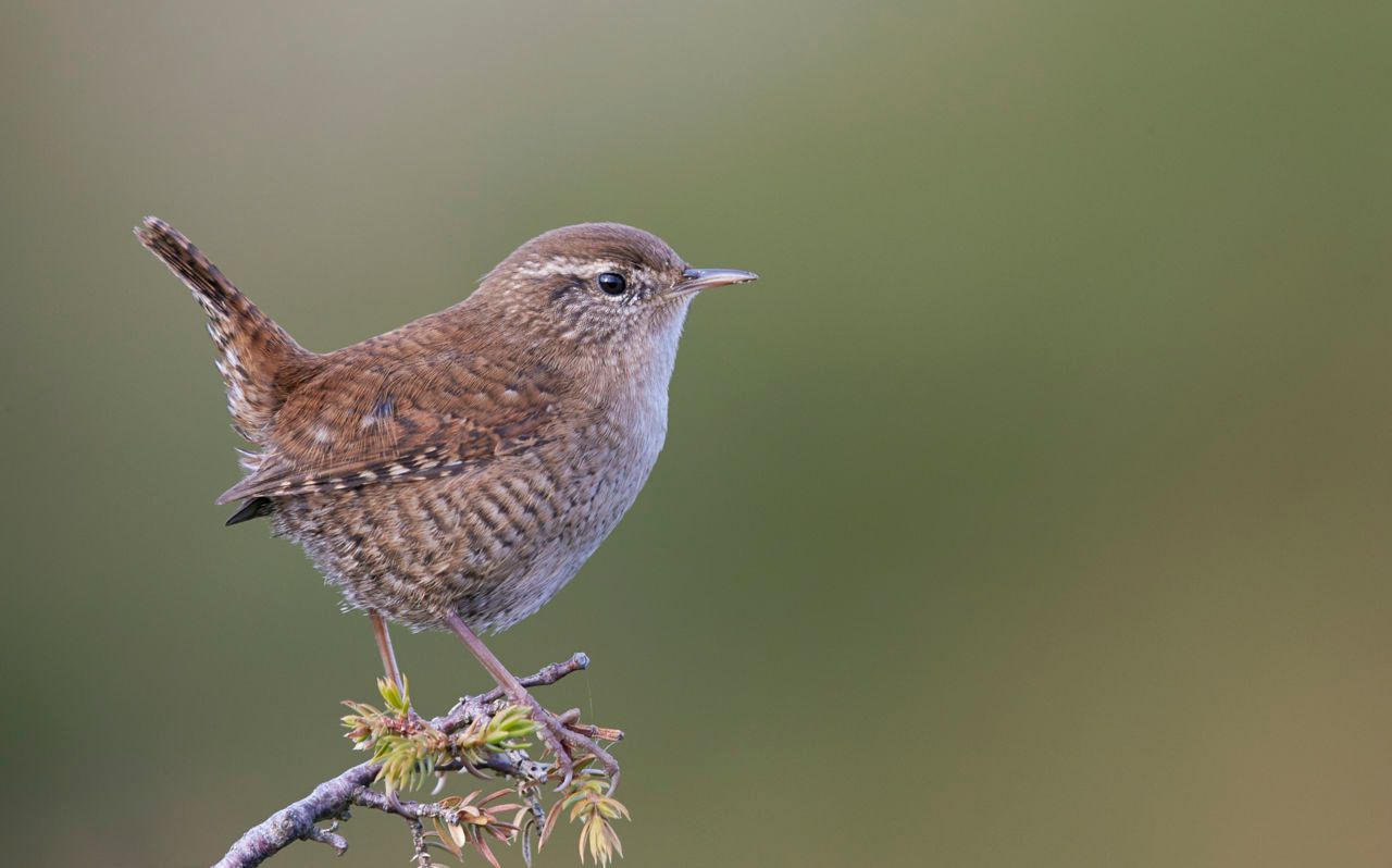 Winterkoning Vogelbescherming