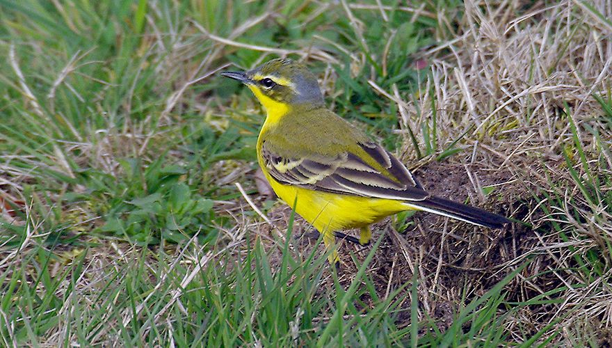 Groen en geel voor de ogen herkenning van ‘gele kwikken’ Vogelbescherming