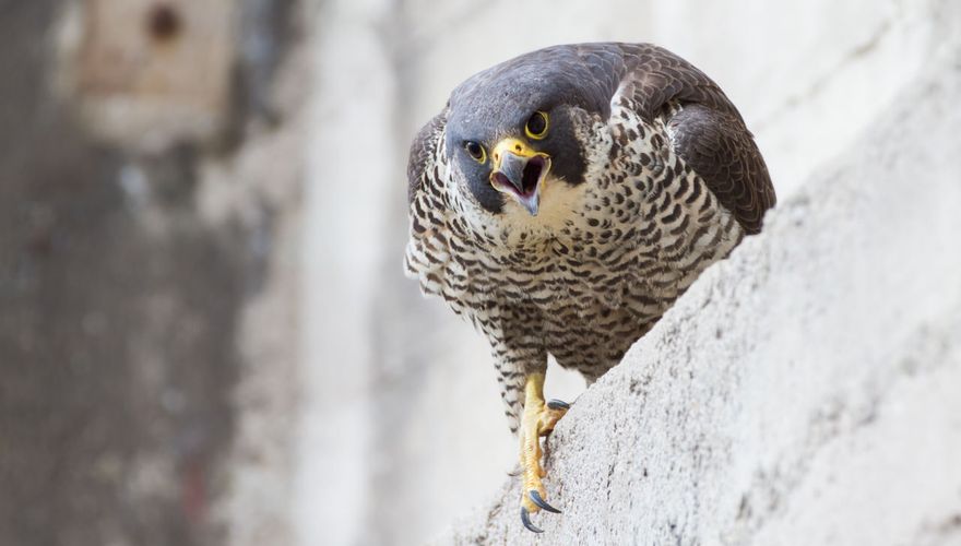 even-voorstellen-de-slechtvalk-vogelbescherming