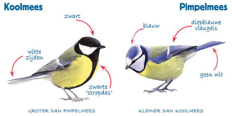 Infographic koolmees en pimpelmees