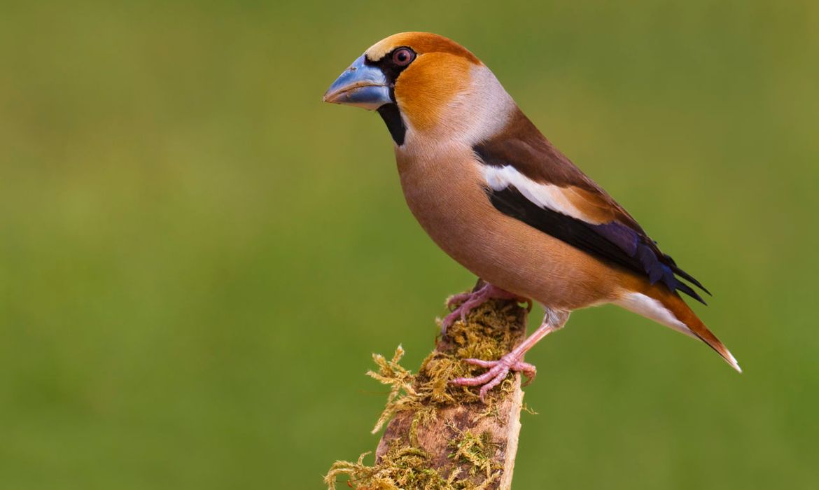 Appelvink Vogelbescherming