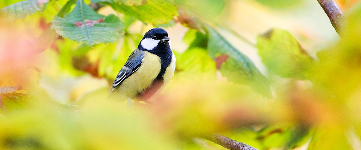 vogels tuin