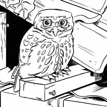 Download Leuke Kleurplaten Van Vogels Vogelbescherming