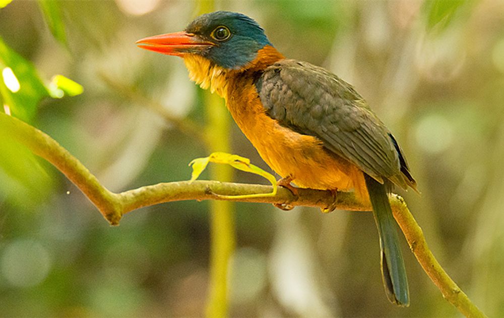 ijsvogels-in-alle-kleuren-van-de-regenboog-vogelbescherming