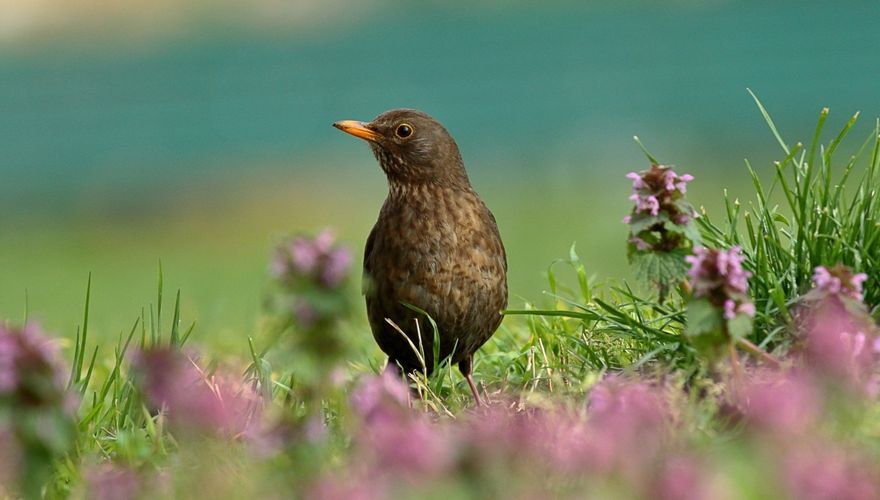 Super Meer vogels in de tuin? 2 x 9 tips | Vogelbescherming AL-55