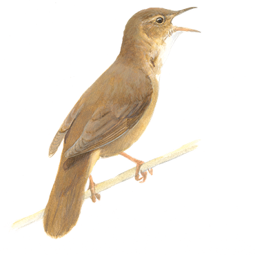 snor vogelbescherming nl snor vogelbescherming nl