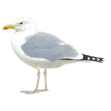 Luxaflex 60 cm Luxaflex 60 cm