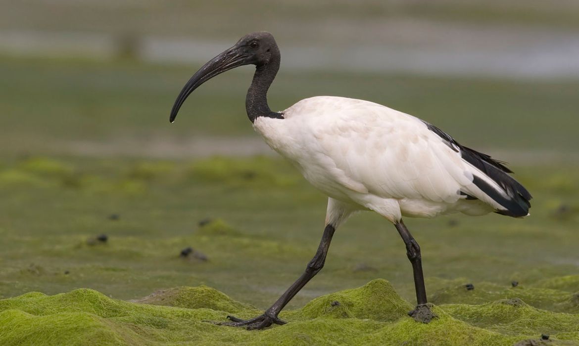 heilige ibis | vogelbescherming