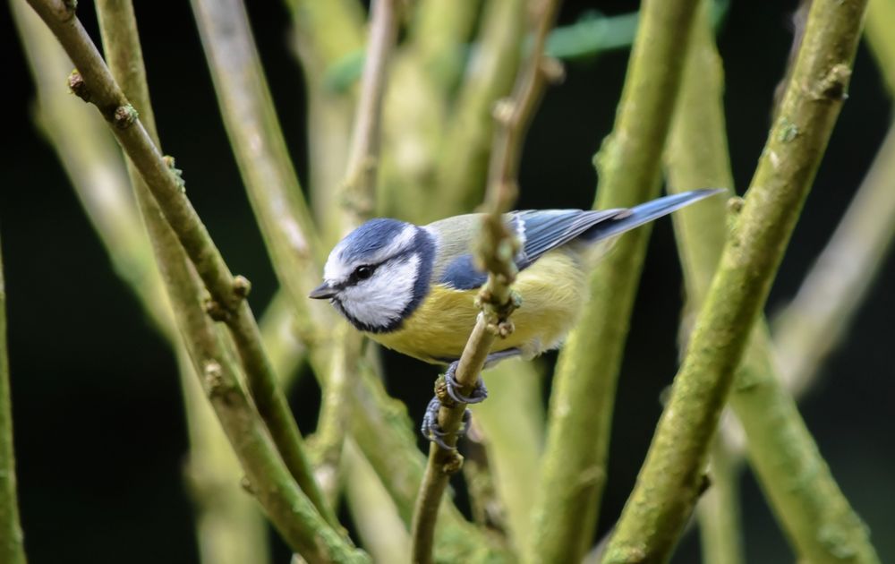 Vogel in de tuin Vogelbescherming Vogel in de tuin Vogelbescherming