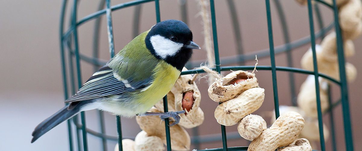 Hoe voer je vogels? Vogelbescherming