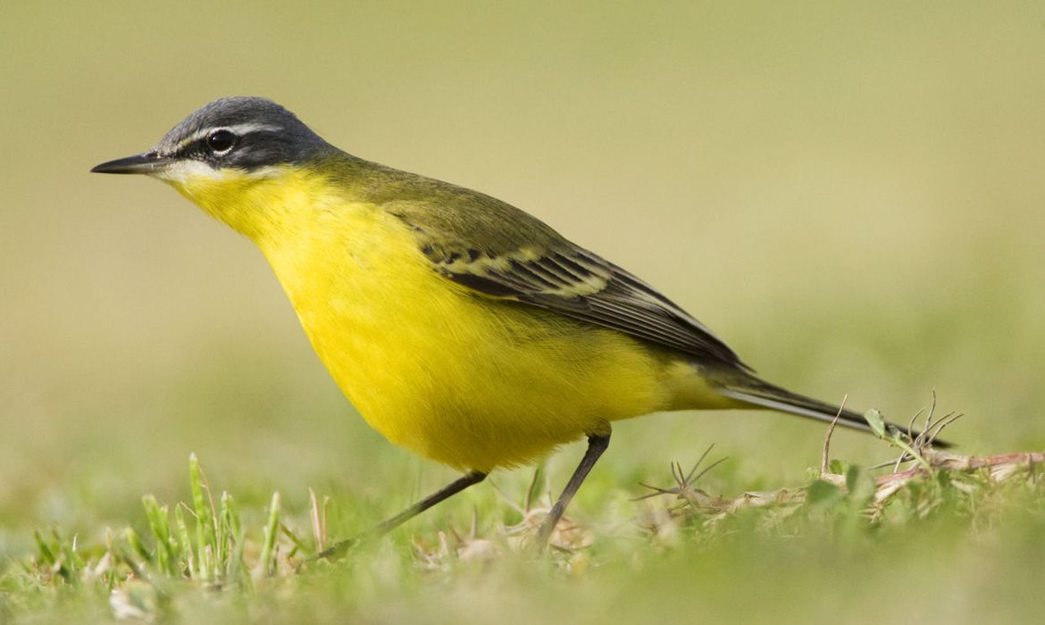 Gele kwikstaart Vogelbescherming