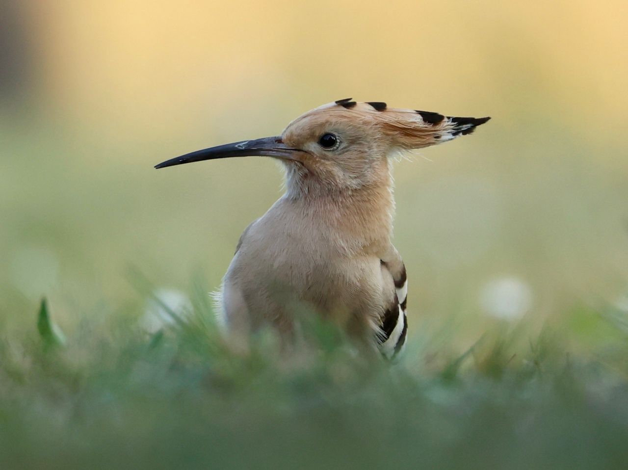 Een Hop in de tuin Vogelbescherming