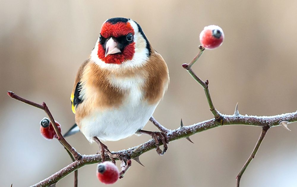 Zo helpt u vogels de winter door | Vogelbescherming