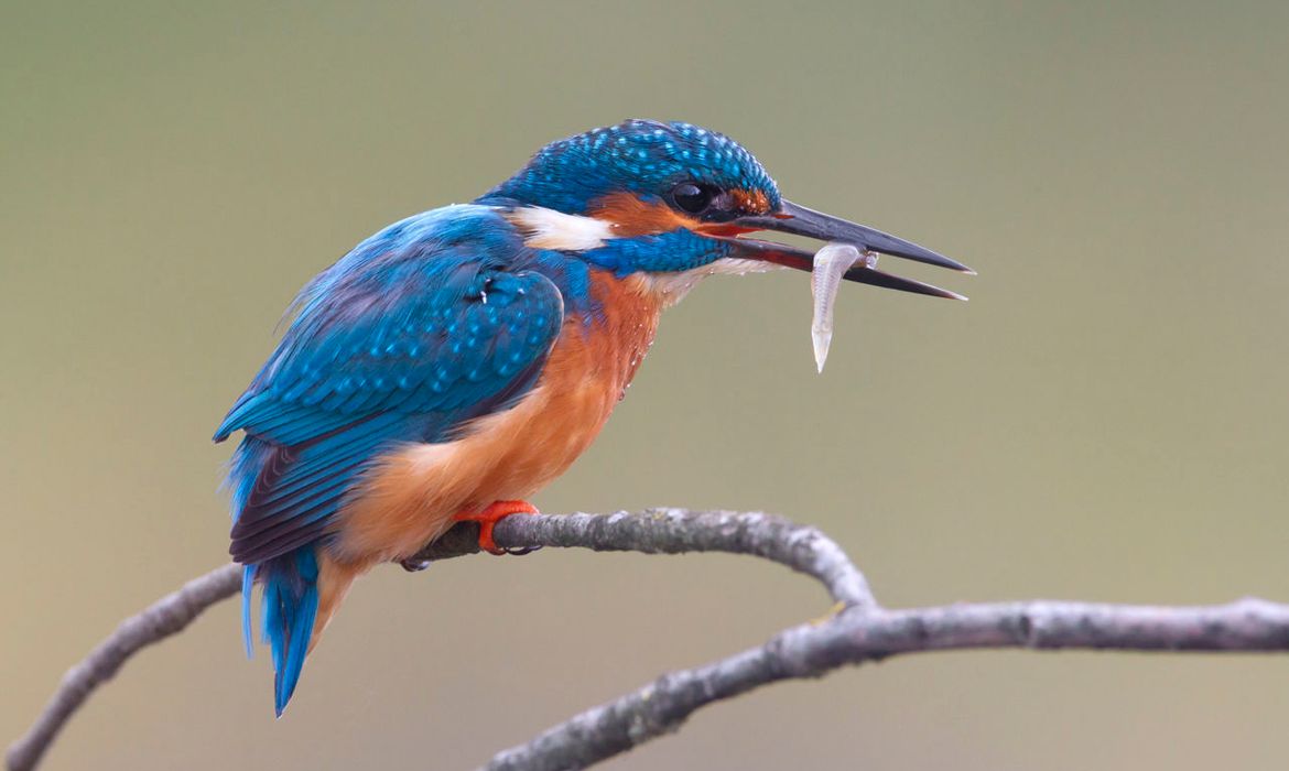 IJsvogel Vogelbescherming