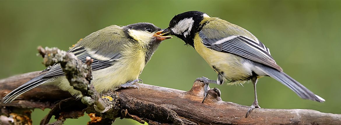 Help broedende vogels in de tuin Vogelbescherming