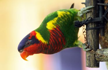 Ornatelorikeet / Barend van Gemerden