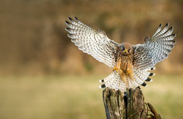 Torenvalk / Shutterstock
