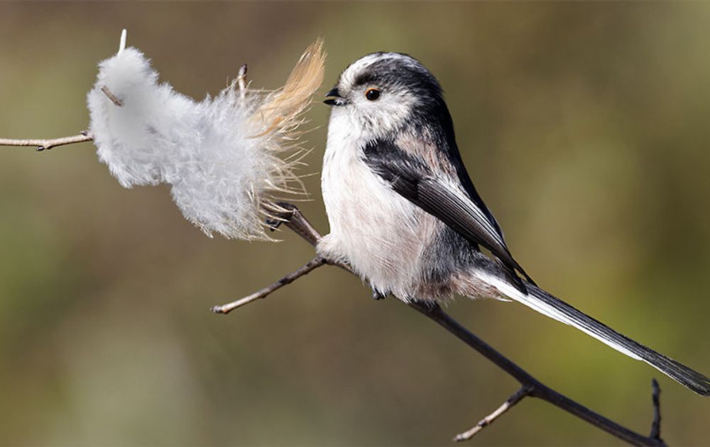 Onwijs Vogelgids | Vogelbescherming VQ-08