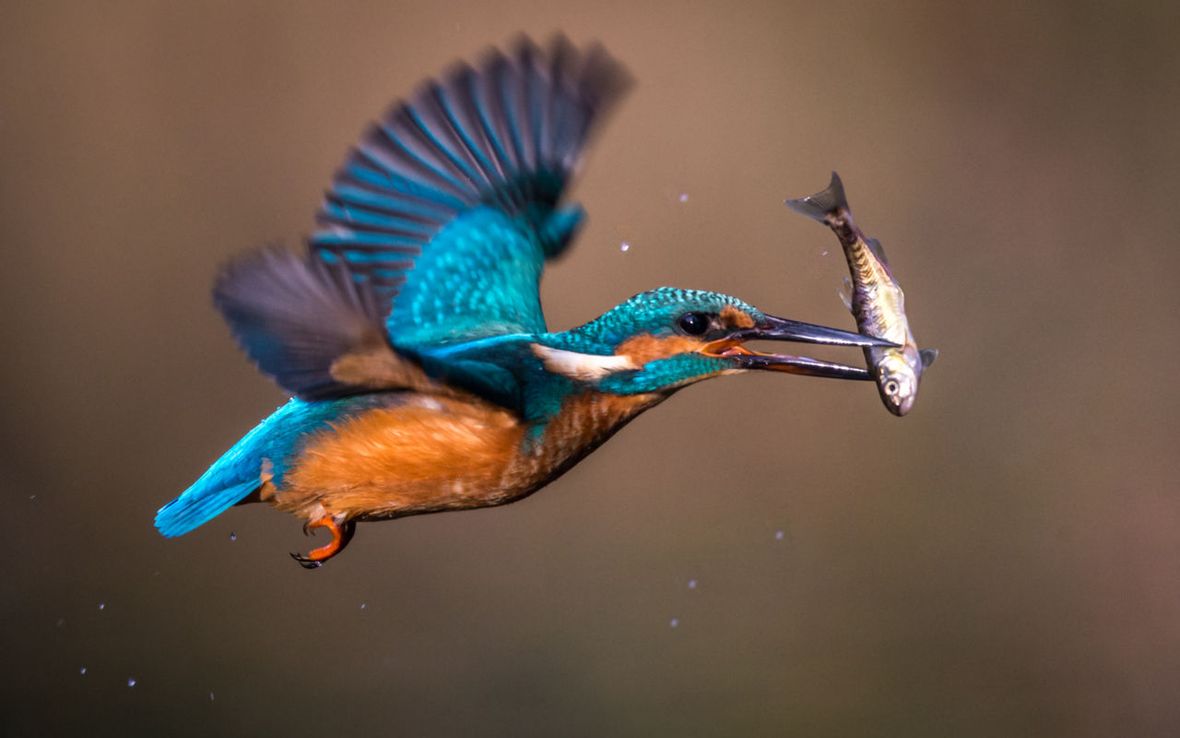 ijsvogel-in-vlucht-met-visje-vogelbescherming