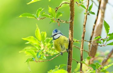pimpelmees / shutterstock