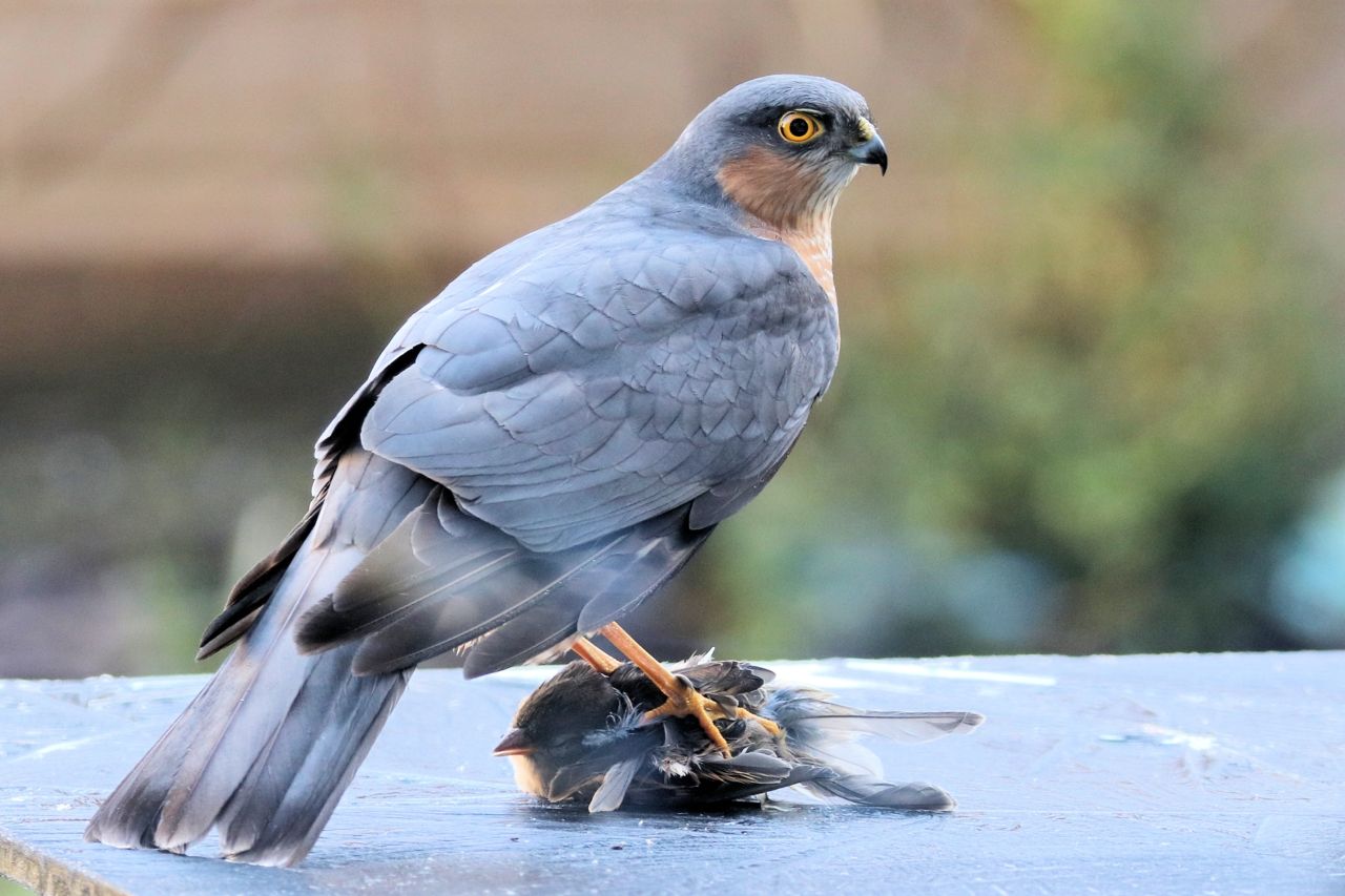 Sperwer in de tuin Vogelbescherming