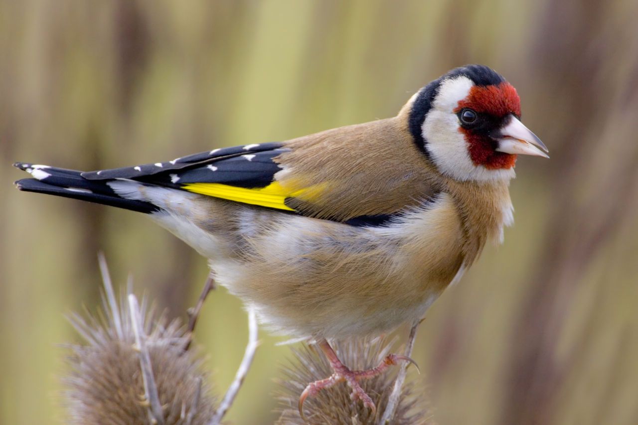 Putter Vogelbescherming.nl