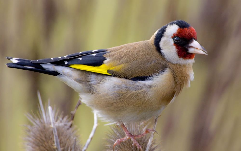 Putter Vogelbescherming Putter Vogelbescherming