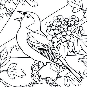 Download Leuke Kleurplaten Van Vogels Vogelbescherming
