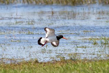 Akkervogels soorten Akkervogels soorten